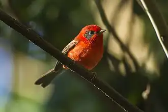 Cardellina rubra melanauris Sinaloa, México