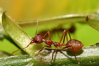 Weaver ant (Oecophylla longinoda) major worker (Tanzania)