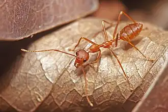 Weaver ant (Oecophylla smaragdina) major worker (India).
