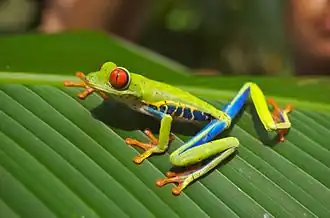 Agalychnis callidryas