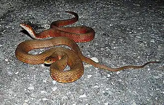 N. clarkii compressicauda, fase de cor vermelha