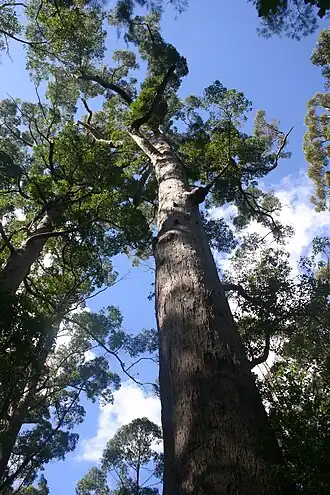Eucalyptus jacksonii no Vale dos Gigantes