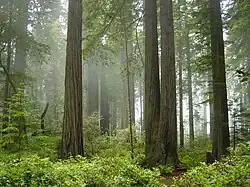 Nevoeiro no Parque Nacional Redwood