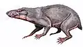 Regisaurus jacobi