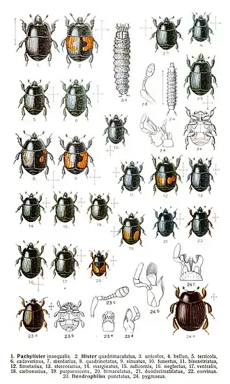 Histerídeos da Europa Central com larvas e detalhes anatômicos.
