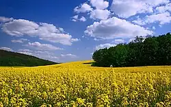 Colza em Ráckeresztúr, Fejér