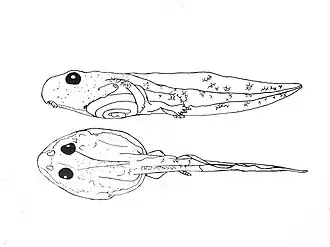 Representação do girinos Physalaemus cuvieri (adaptado de ROSSA-FERES; NOMURA, 2006)