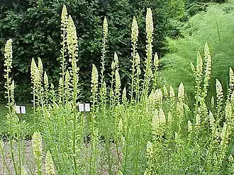Reseda lutea.