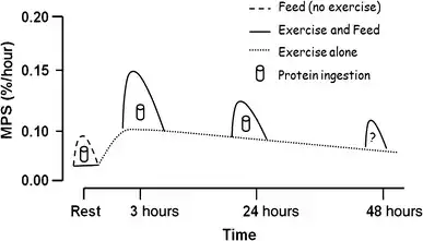 Gráfico da síntese de proteína muscular em relação ao tempo