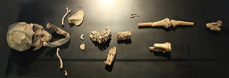 Resti di australopithecus afarensis detto selam, di tre anni circa, da dikika (afar), 3,3 milioni di anni fa