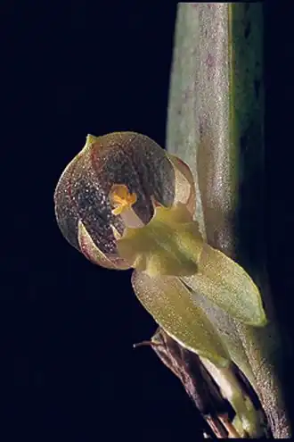 Restrepiopsis ujarensis