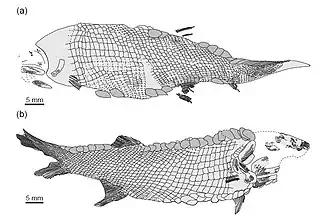 Desenho de dois fósseis de Rhadinichthys alberti