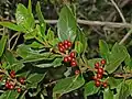Folhas e frutos de Rhamnus alaternus