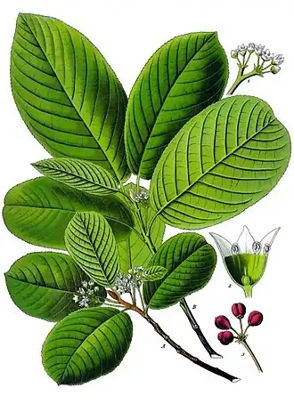 Rhamnus purshiana (DC.) J.G.Cooper