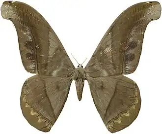 Fotografia de R. hermes; espécime encontrado na Guiana Francesa.