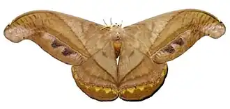 Fotografia de Rhescyntis hermes (Rothschild, 1907); espécime encontrado no Equador.