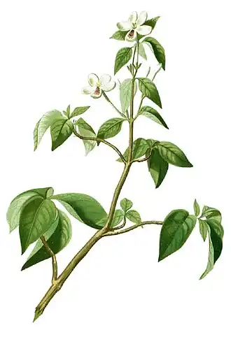 Rhinacanthus nasutus