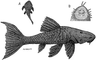 Ilustração do Cari, sendo: A - vista superior B - aparelho bucal