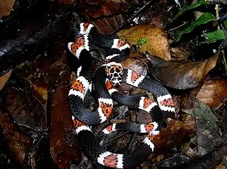 Rhinobothryum lentiginosum