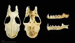 Crânio de Rhinolophus ferrumequinum - MHNT.