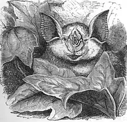 Xilogravura de um R. ferrumequinum, pot R. A. Sterndale, 1884.