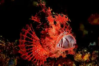 Peixe-escorpião (Rhinopias)