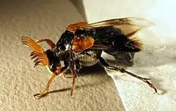 Ripiphorus diadasiae macho. Note o élitro caracteristicamente pequeno e as antenas flabeladas