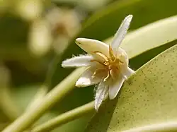 Flor de Rhizophora mucronata.