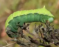 Último estágio larval