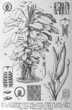 Rhodospatha latifolia