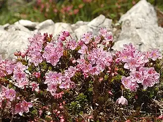 Rhodothamnus chamaecistus, uma subespécie comum na América do Norte.