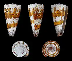 Cinco vistas da concha de Conus imperialis Linnaeus, 1758, encontrada no Indo-Pacífico, na zona entremarés.[2]