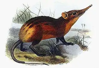 Rhynchocyon chrysopygus