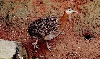 Rhynchotus rufescens