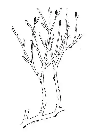 Rhynia uma planta vascular