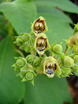As flores zigomórficas da Rhytidophyllum tomentosum contêm néctar em abundância.