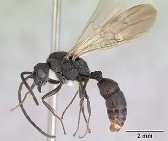 Rhytidoponera metallica