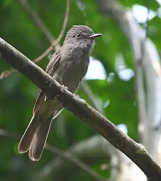 Exemplar de Rhytipterna simplex no Parque Estadual Restinga de Bertioga