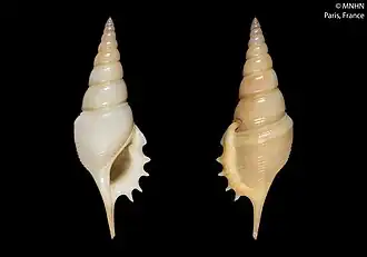 Duas vistas da concha de Rimellopsis powisii (Petit de la Saussaye, 1840);[4] espécime coletado na Nova Caledónia, Oceania; no passado pertencente ao gênero Tibia.[5][7]