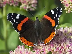 Vanessa atalanta