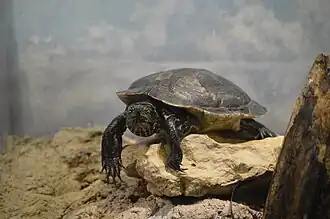 Pseudemys gorzugi no Zoológico de Fort Worth, no Texas
