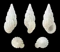 Rissoina tornatilis ( Rissoinidae )