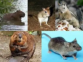 Acima, da esquerda pra direita: capivara, Pedetes, Callospermophilus lateralis. Abaixo, da esquerda pra direita: castor, camundongo. Representam as subordens Hystricomorpha, Anomaluromorpha, Sciuromorpha, Castorimorpha e Myomorpha, respectivamente.