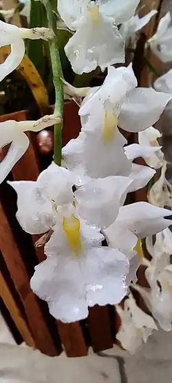 Rodriguezia venusta ou orquídea véu de noiva