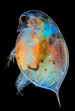 Uma pulga-de-água do género Daphnia dando à luz a sua prole. A ampliação é de 100 vezes. Foi utilizada a técnica de microscopia em campo escuro com luz polarizada. Vencedor da categoria «Microscopy images» em 2019, por Marek Miś (Polónia).