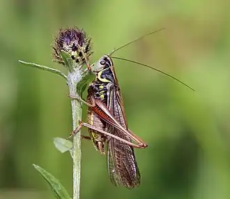 Metrioptera roeselii (Tettigoniinae)