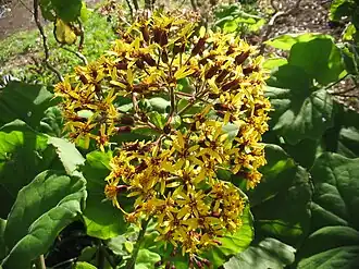 Flor de Roldana petasitis.