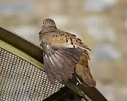 Fotografia de uma rolinha empoleirada em uma antena parabólica com as asas amostra