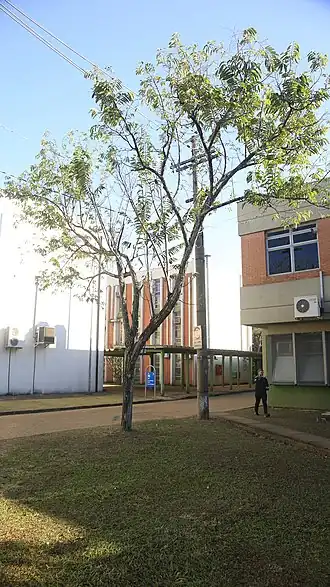 Rolínia laurifolia do Instituto de Biologia da Unicamp, Campinas - SP, Brasil