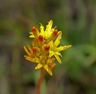 Narthecium ossifragum